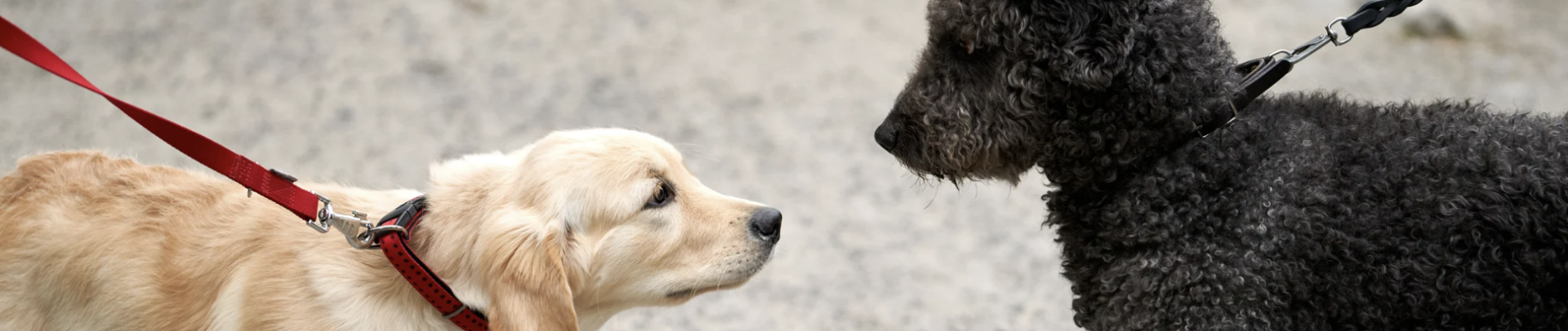 animaux en laisse