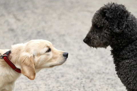 animaux en laisse