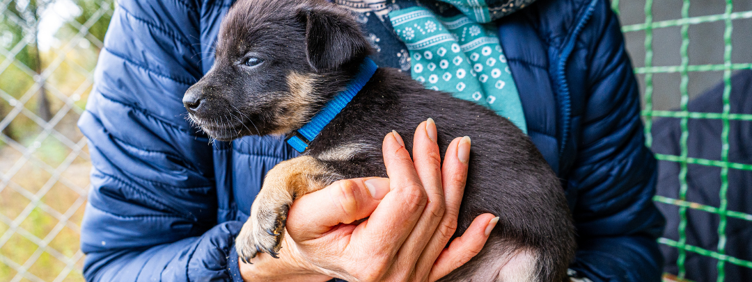 adoption animal