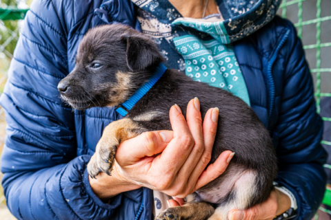adoption animal