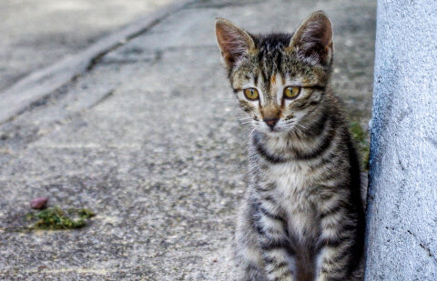 chats errants