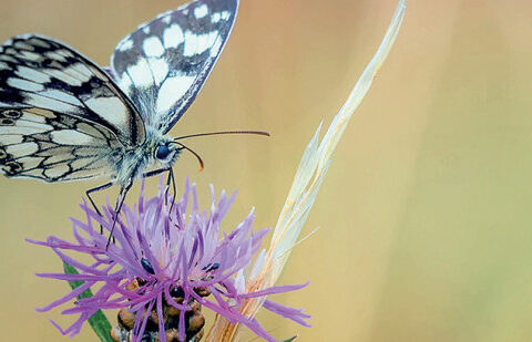 papillon
