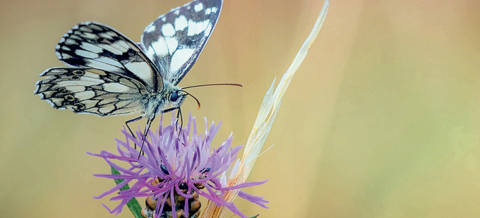 papillon