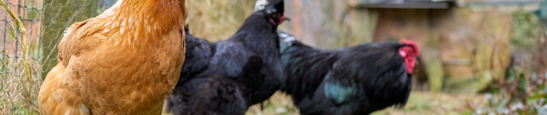 poules