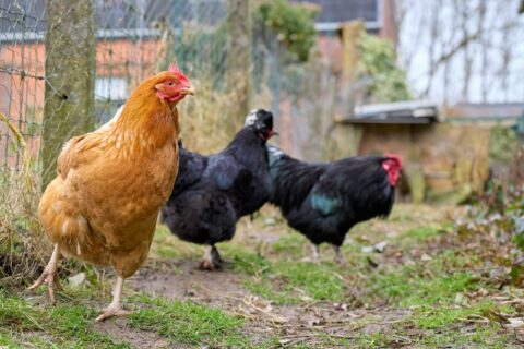 poules