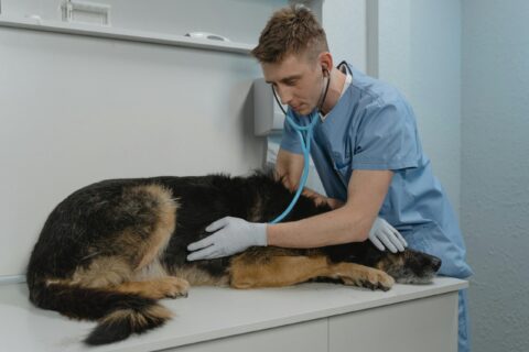 santé animal