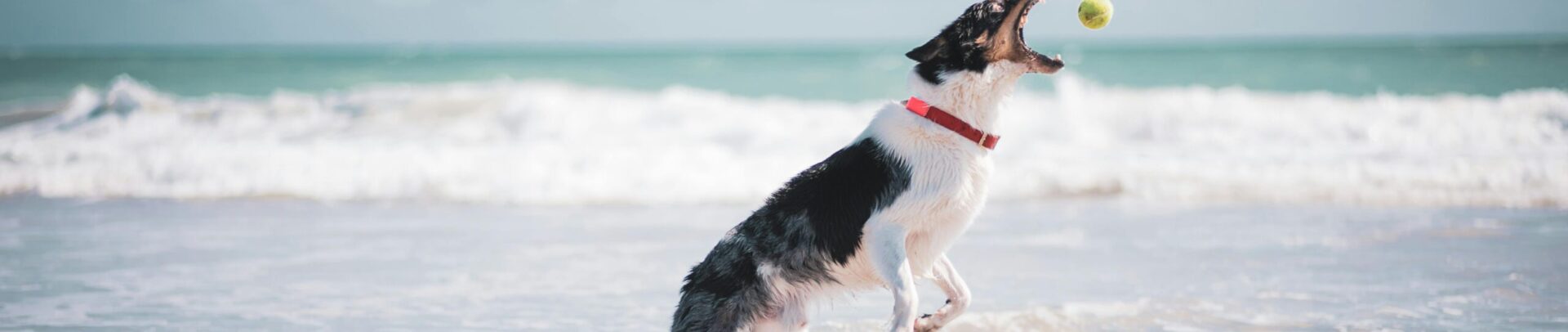 animaux vacances