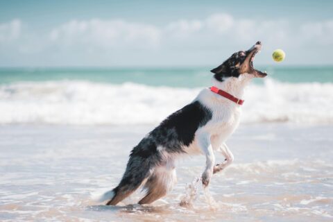 animaux vacances