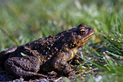 crapauds - Agrandir l'image, fenêtre modale